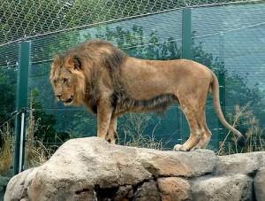 Lion in Sch&ouml;nbrunn &ndash; the zoo in Vienna, Austria